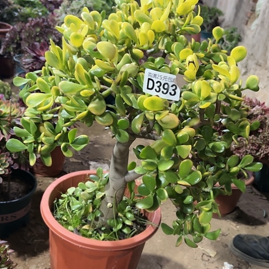 蜂**人一颗多肉法师植物