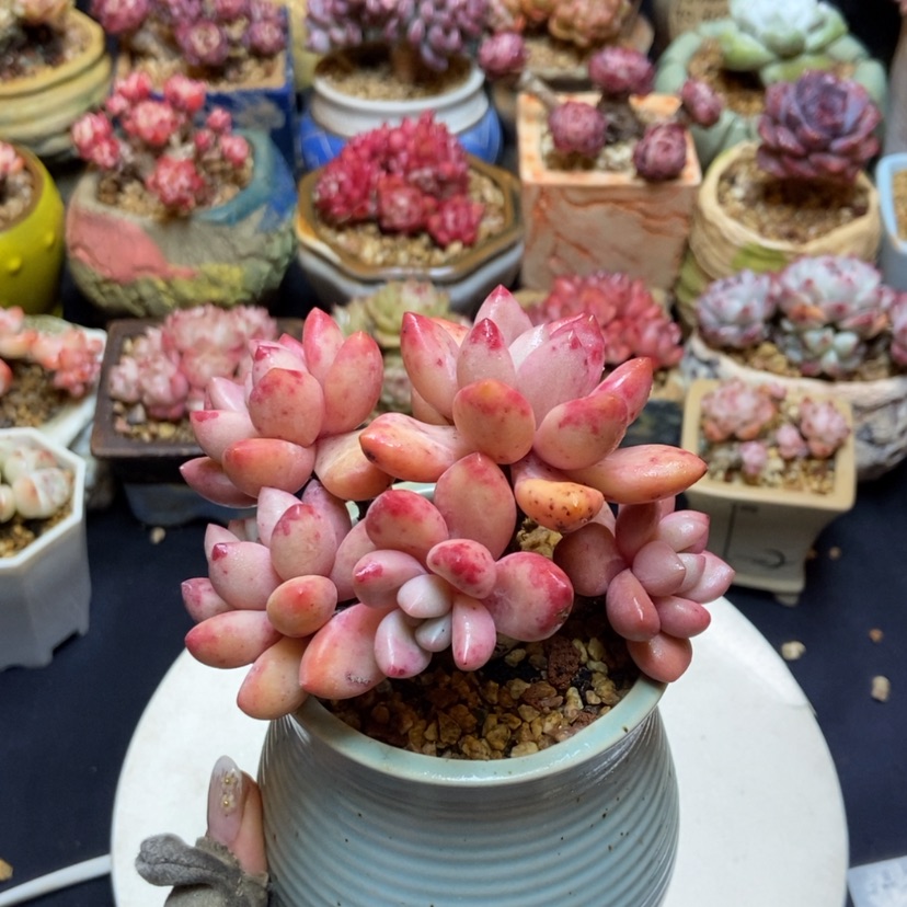 【闪购商品】桃花源