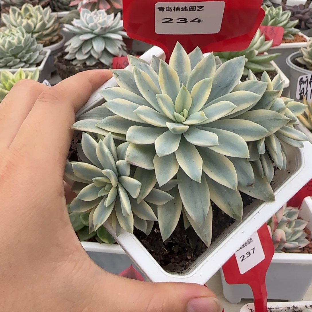 234太阳神锦多肉植物