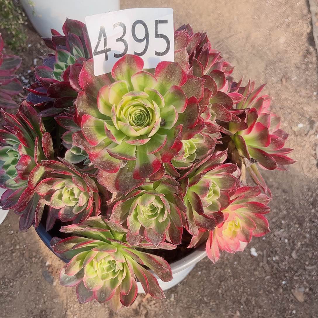 4395海王多肉植物