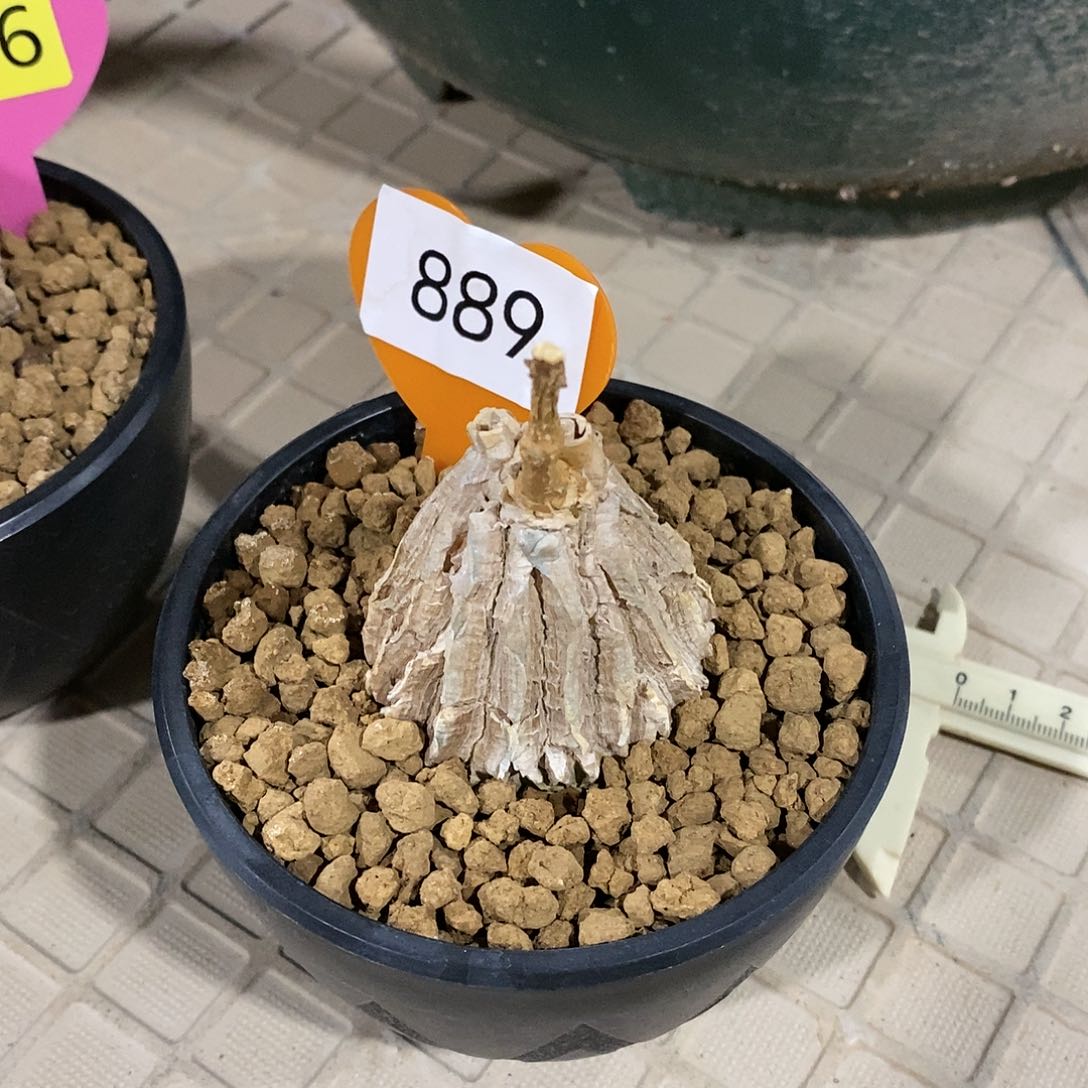 墨西哥龟甲萝摩萝摩