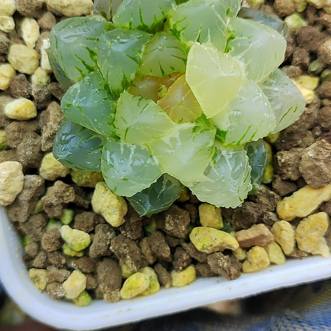 239号 5厘米左右一物一拍带盆