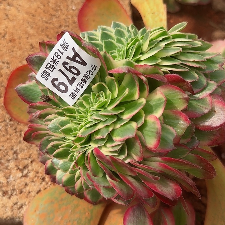 多肉 海王缀化多肉法师植物