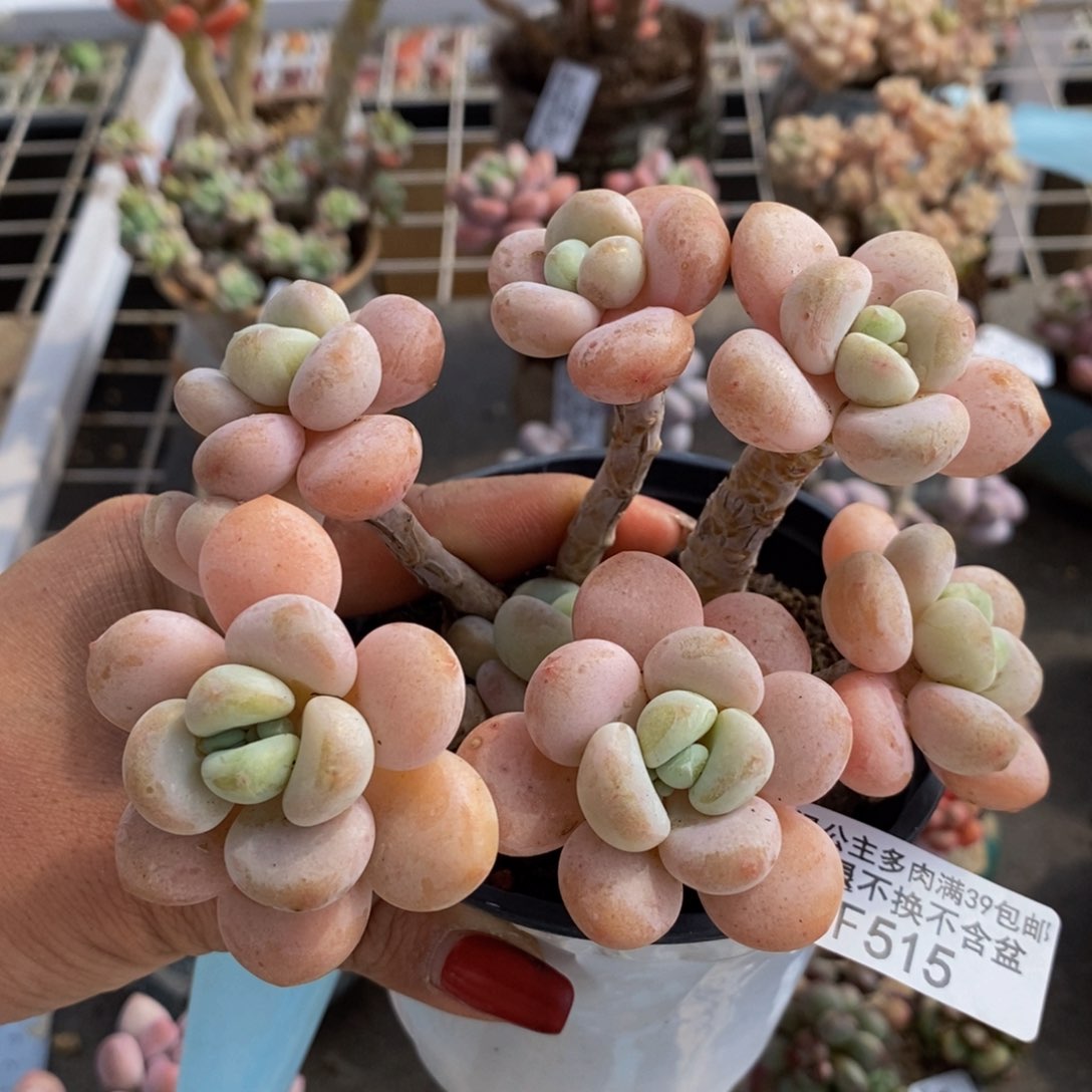 香水洛神515/10/c m