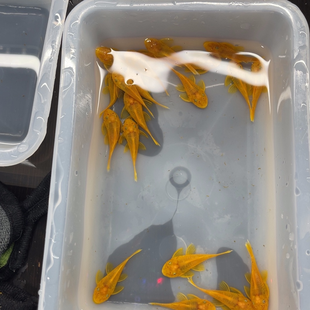 清道夫鱼中号胡子20条开箱视频报损