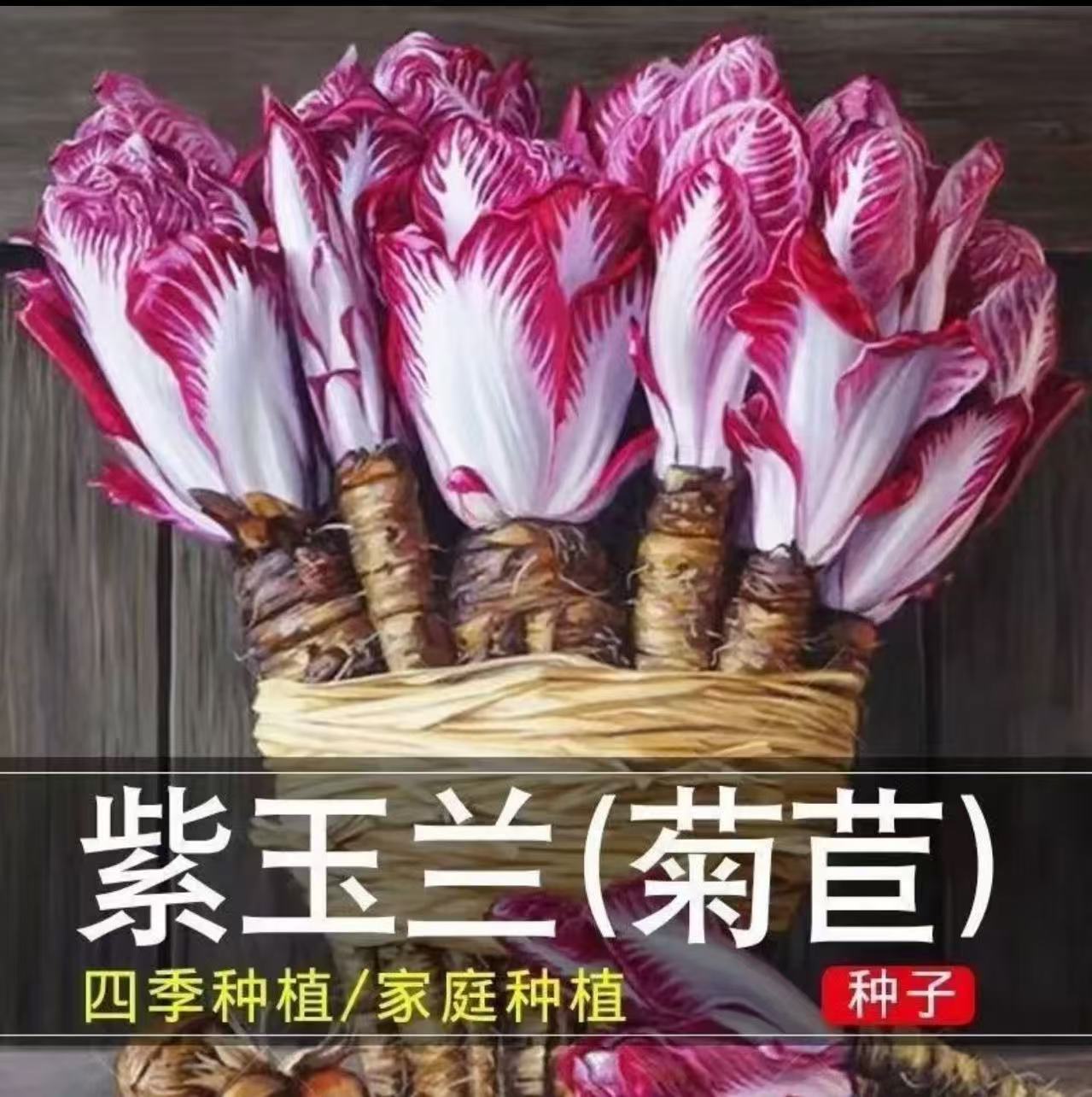 紫玉兰菜种子红菊苣软化菊苣玉兰菜四季阳台火锅蔬菜生吃沙拉蔬菜