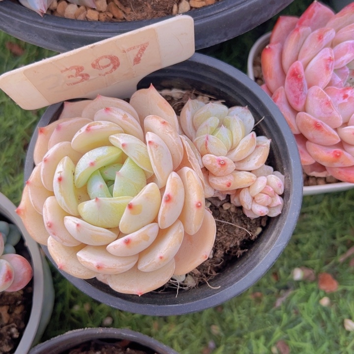 健健康康平平安安