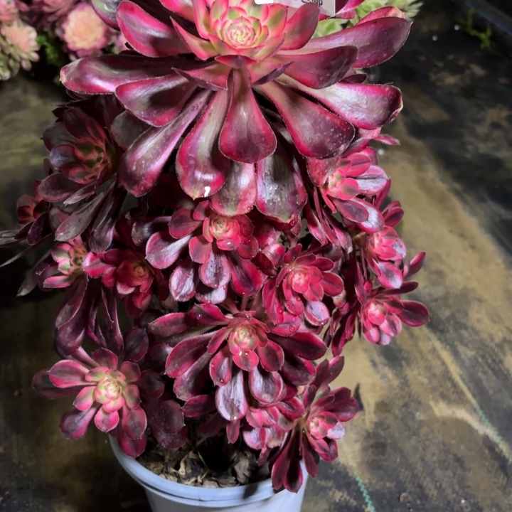 瑞妈一物一拍151