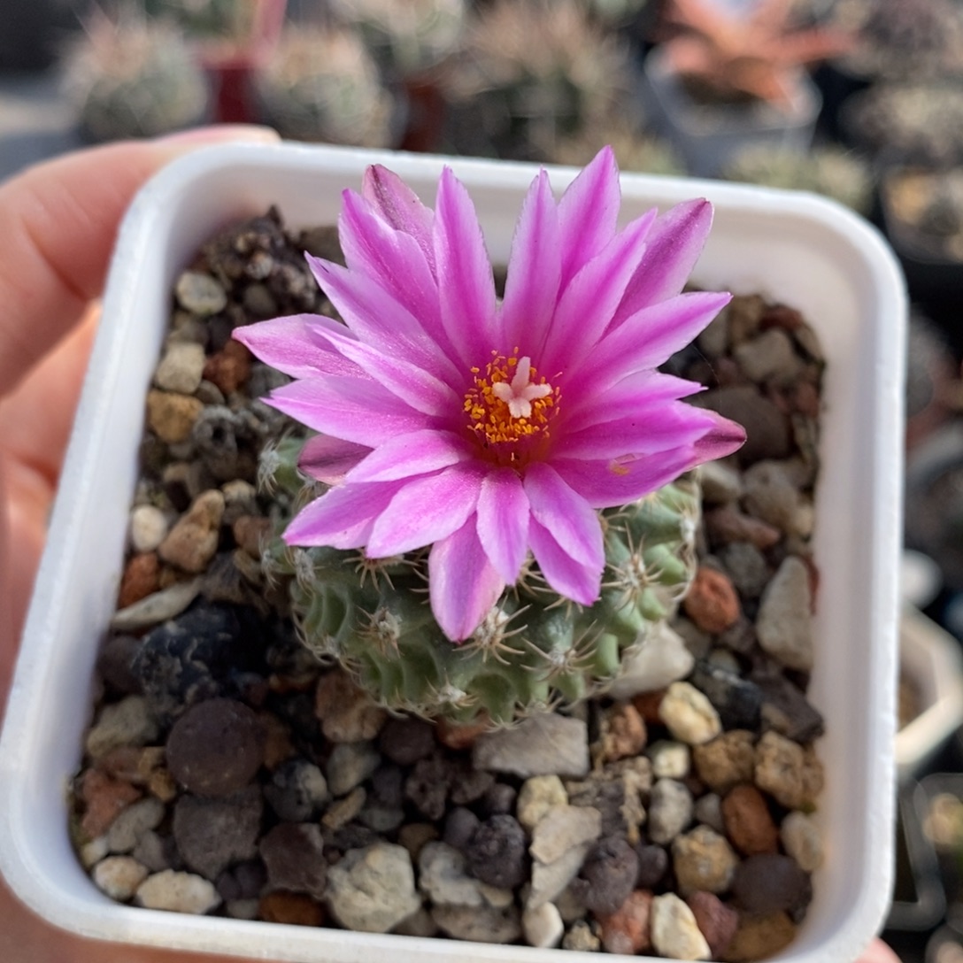 菊水娇丽植播园艺