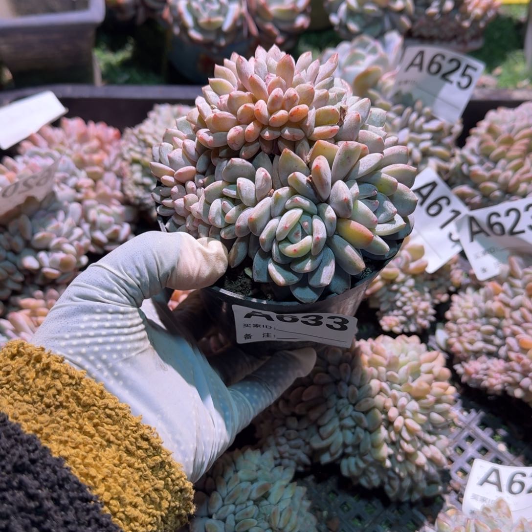 呀呀呀呀呀呀呀呀呀