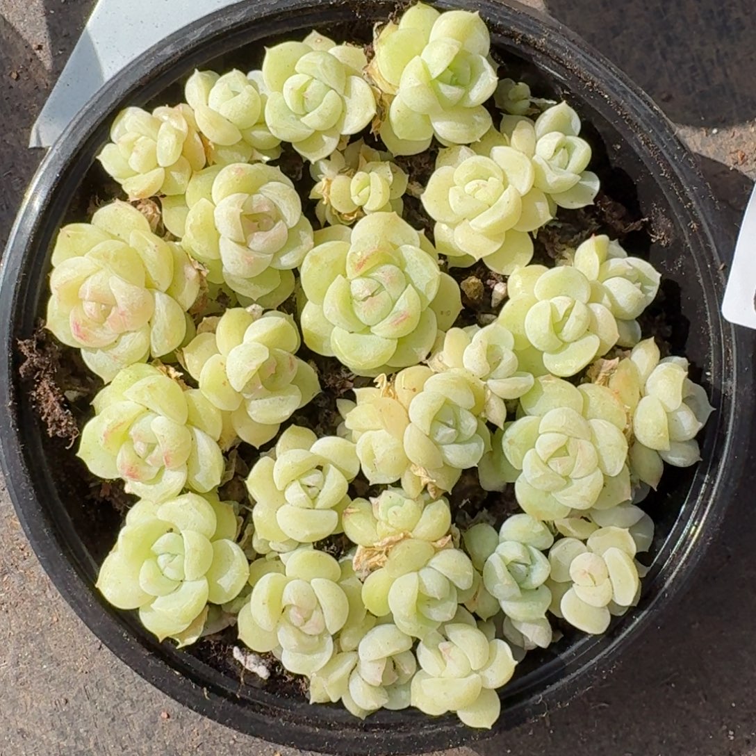 多肉植物多肉植物980