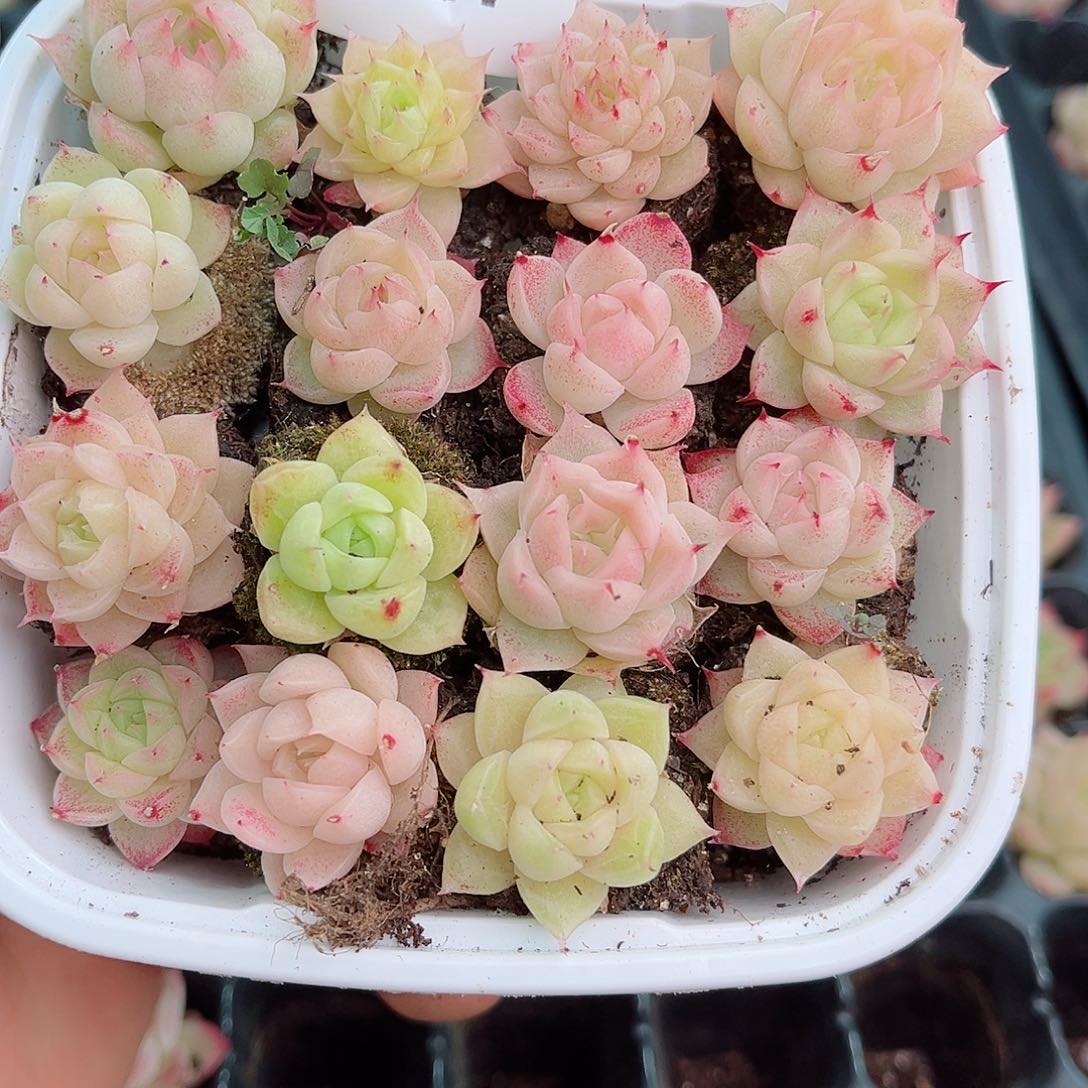 1-357 新疆西藏内蒙不发12.8包邮2-3公分多肉