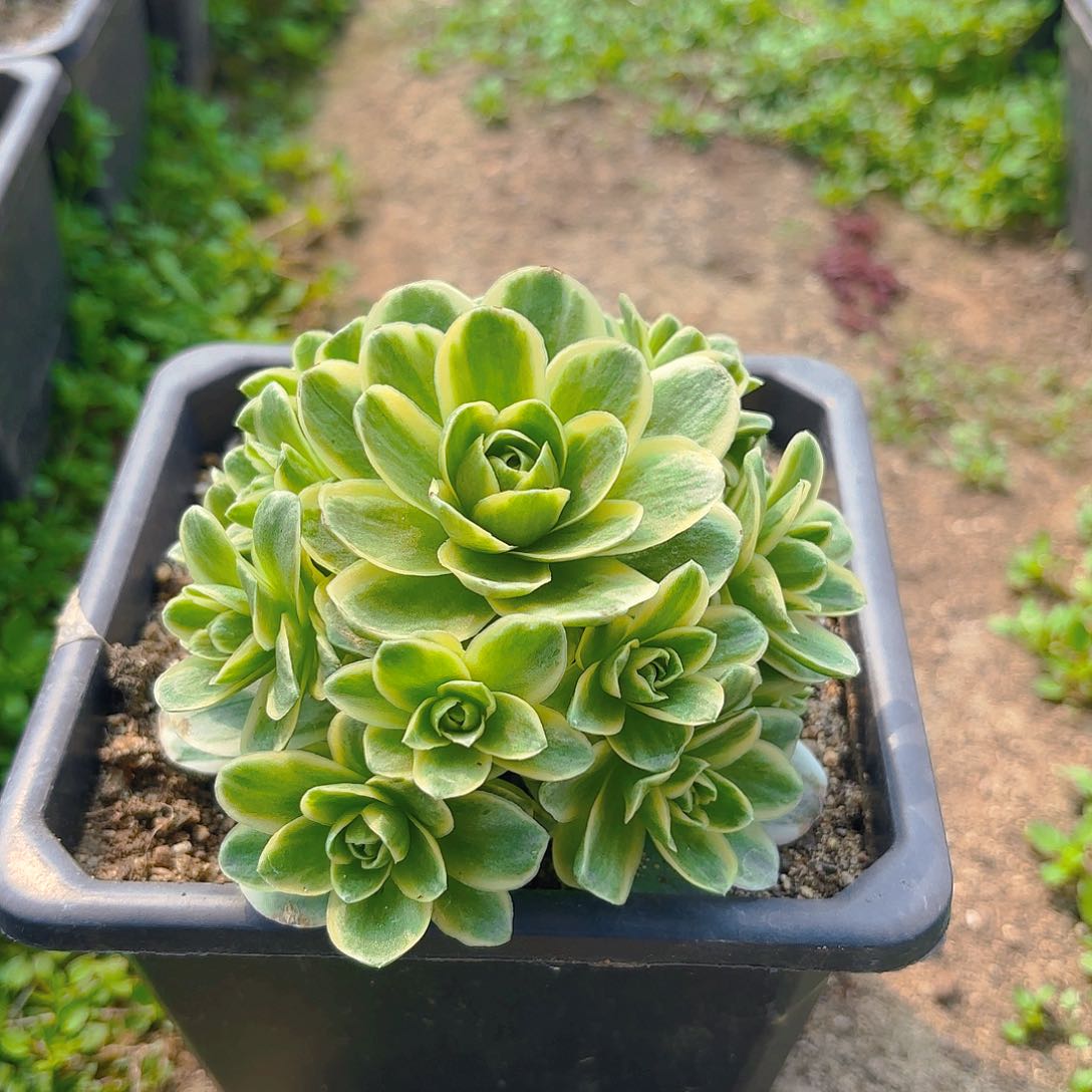 春晓手捧多肉植物