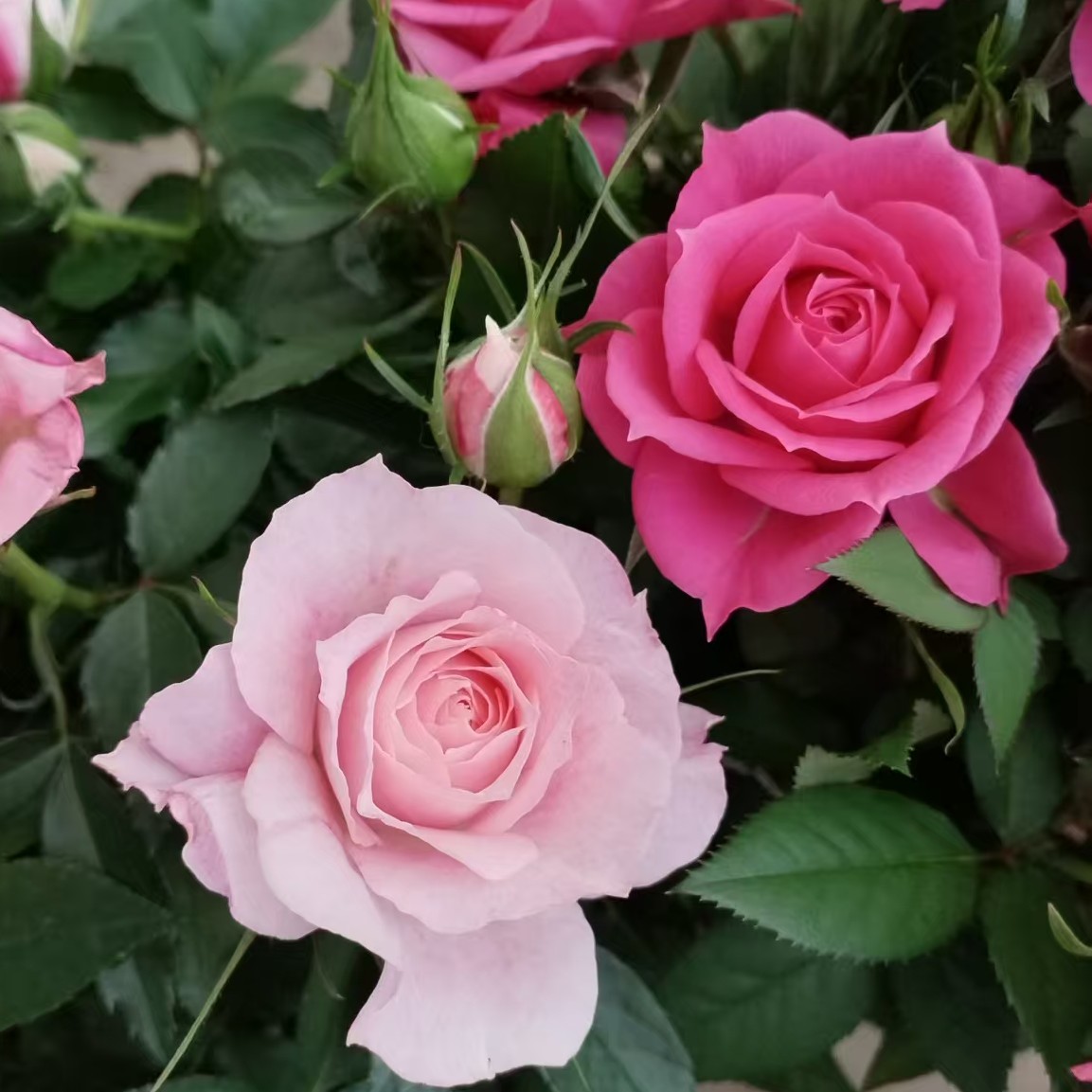 中秋节超值2盆福利（海神王+芭比粉）基地直发庭院，阳台四季开