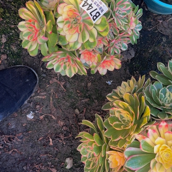 荔枝花25-30包邮花花