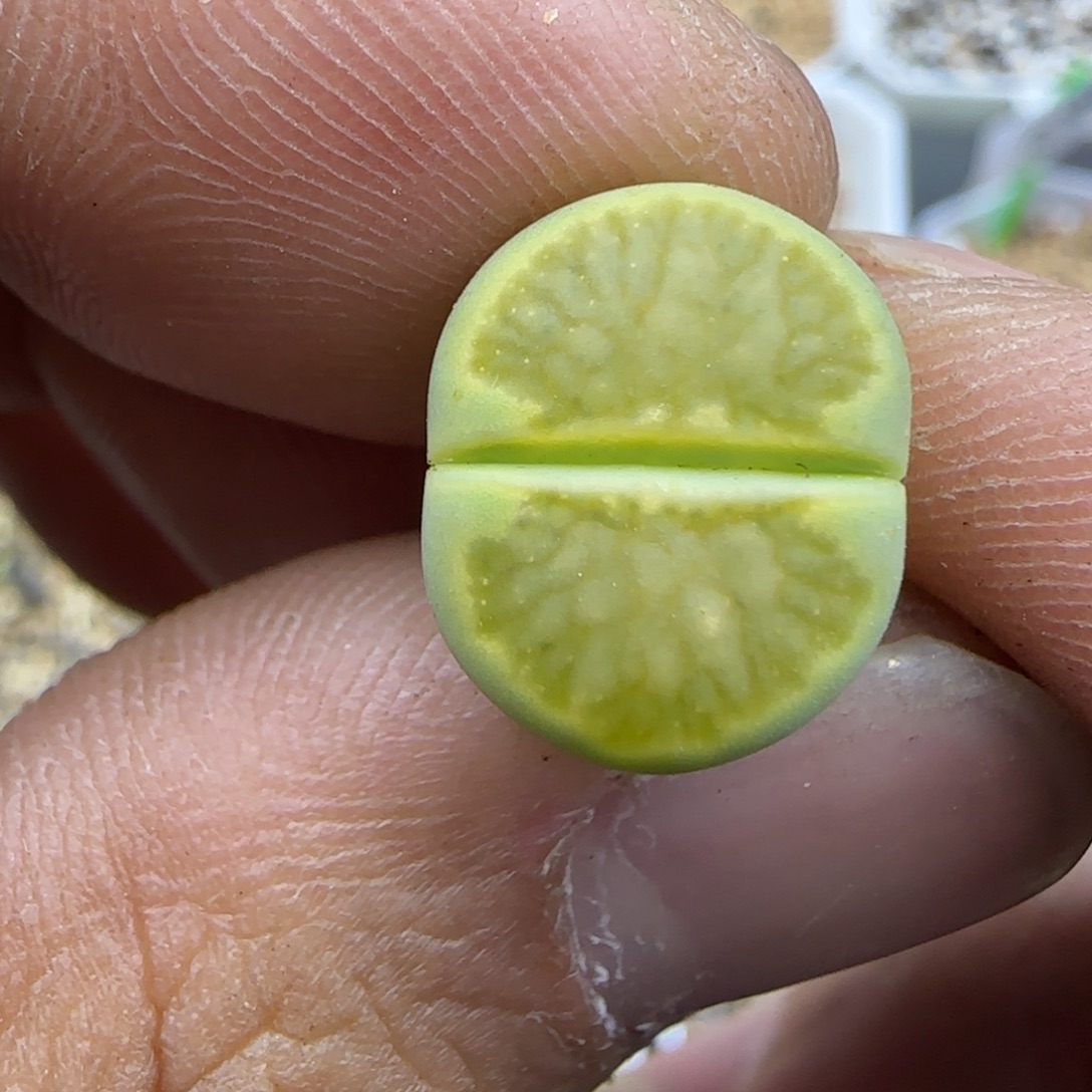 517 生石花大棚直播