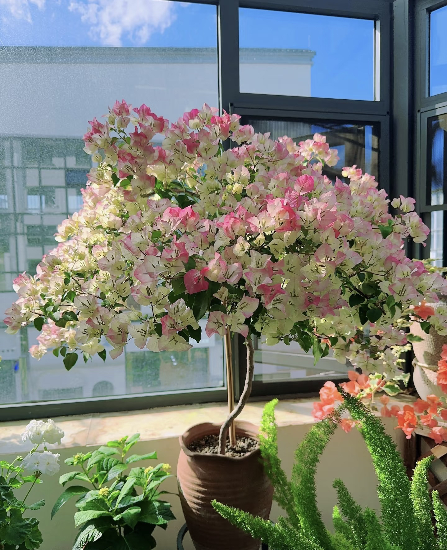 【绿樱】三角梅老桩爬藤四季开花地栽【不带花无售后介意慎拍】