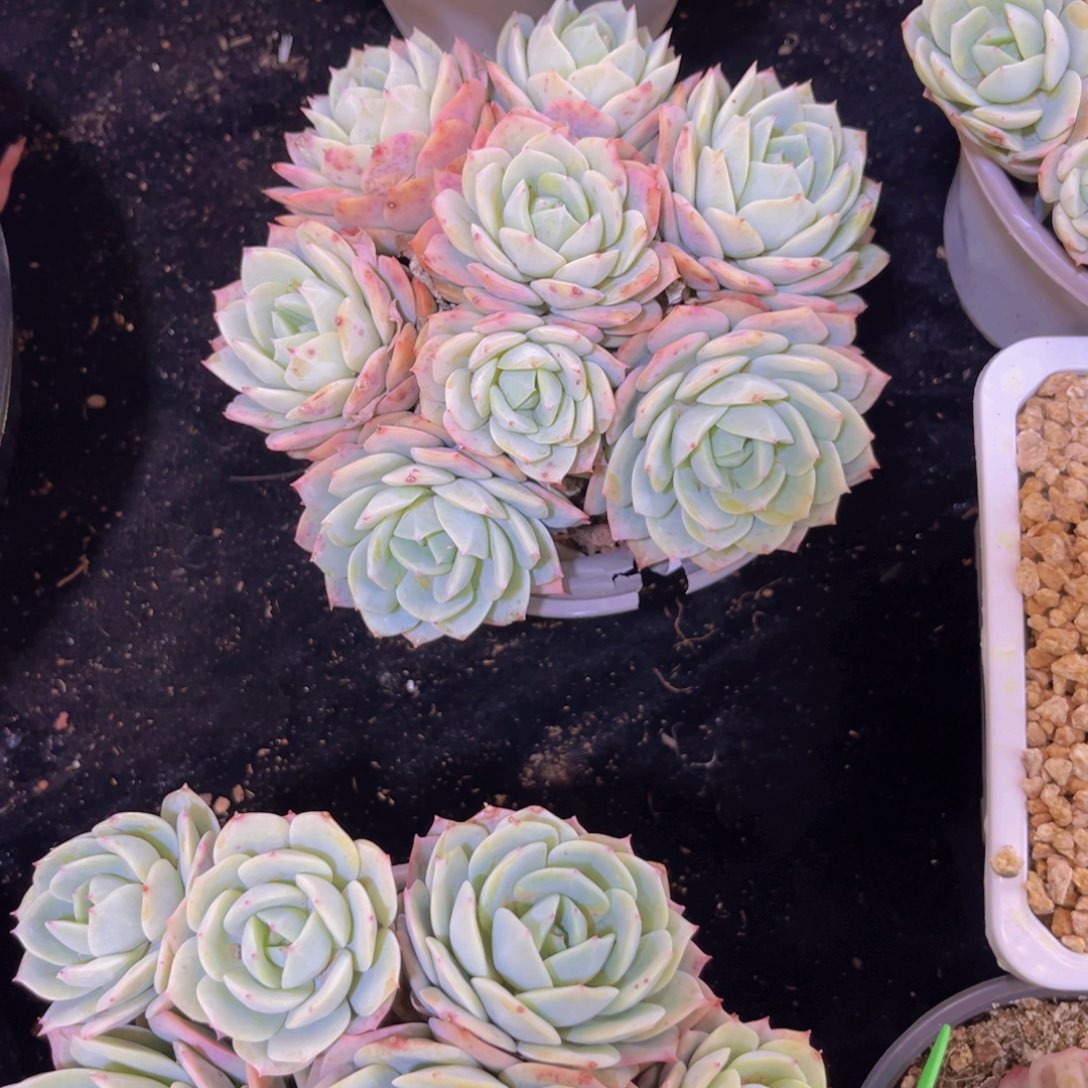 恋曲平头手捧花老桩