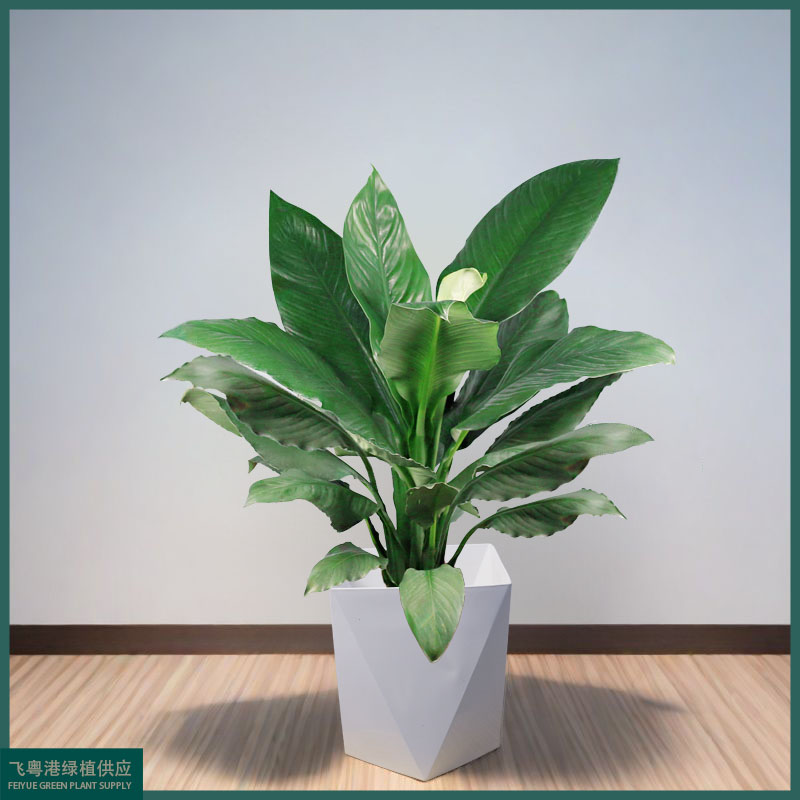 绿翡翠水培净化空气室内绿植好养不带花发货高度80cm-90cm