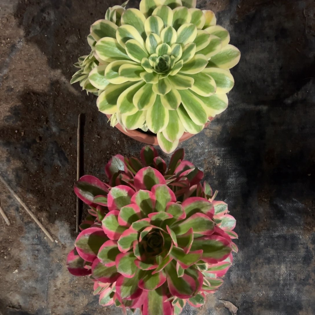 粉女郎 迈巴赫各1颗