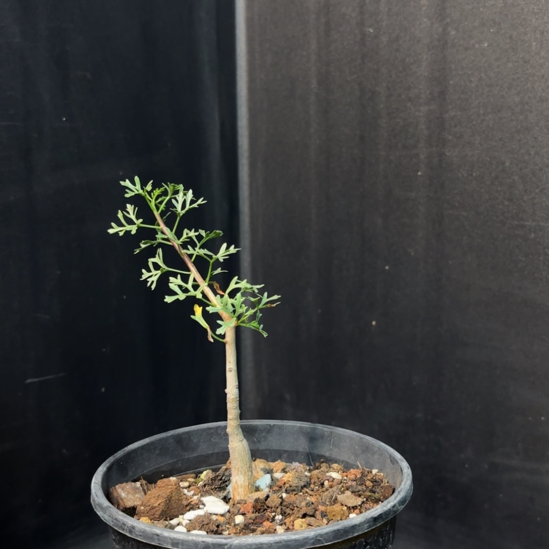 鹿角橄榄带盆发货