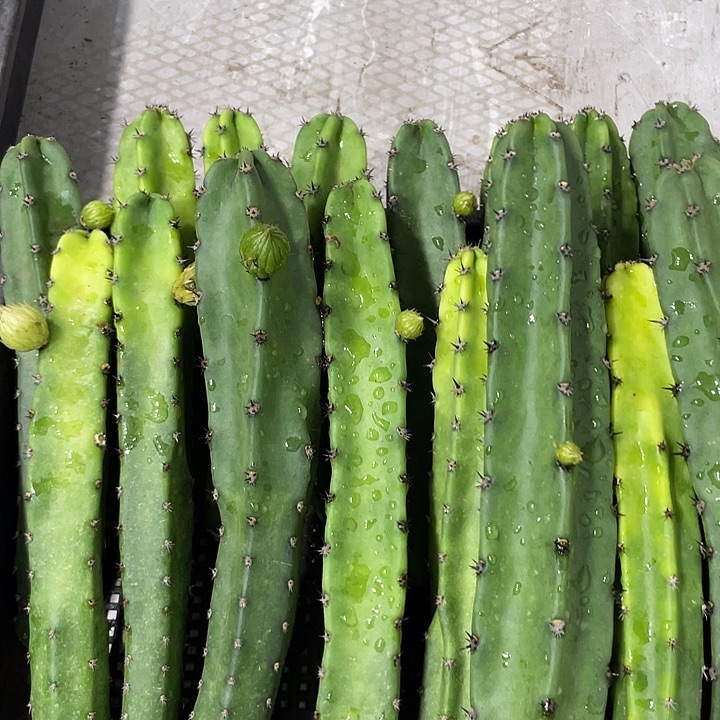 红花袖铺实生一代侧芽