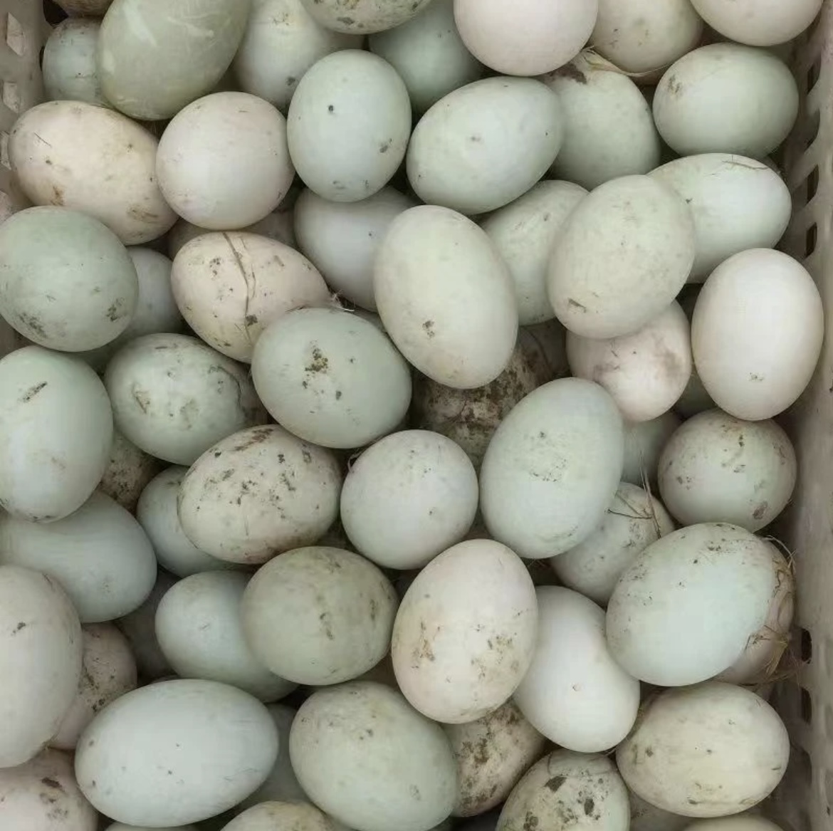 阿紫明哥农村土鸭蛋顺丰包邮