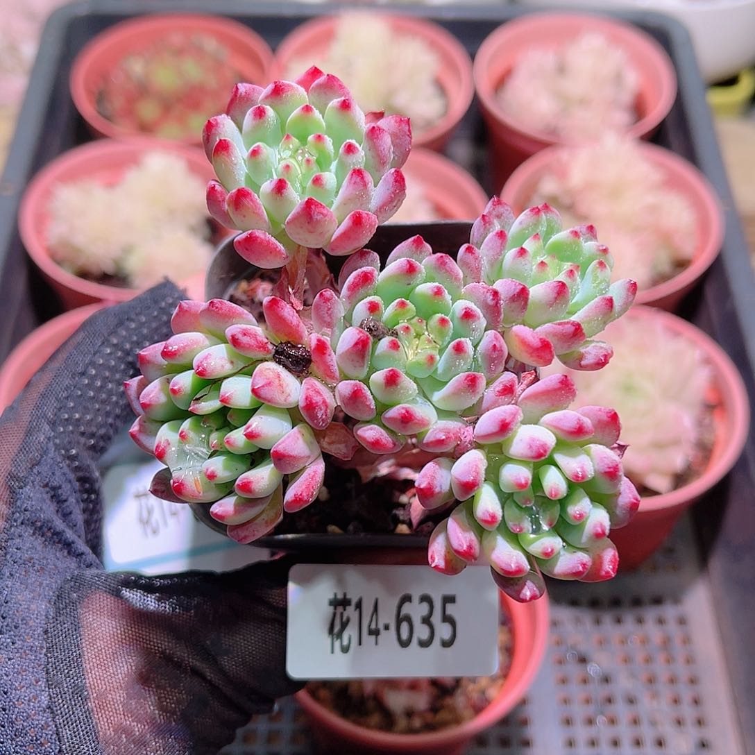 花利美14-635蓝苹果