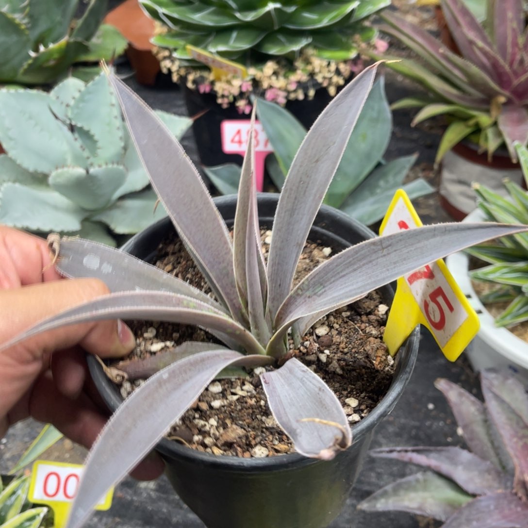 薰衣草夫人龙舌兰