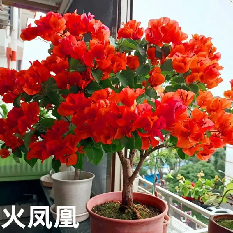 浓香型重瓣三角梅盆栽四季开花耐寒耐热好养易活室内外种