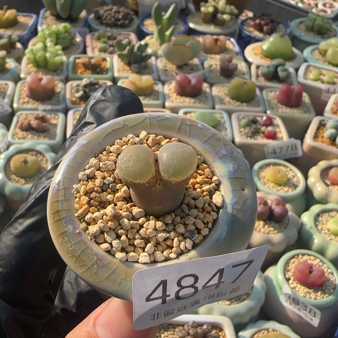 4847--一物一拍 带盆