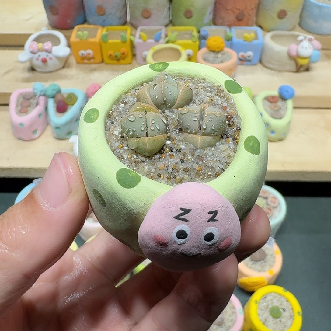 红陶蘑菇505魔玉