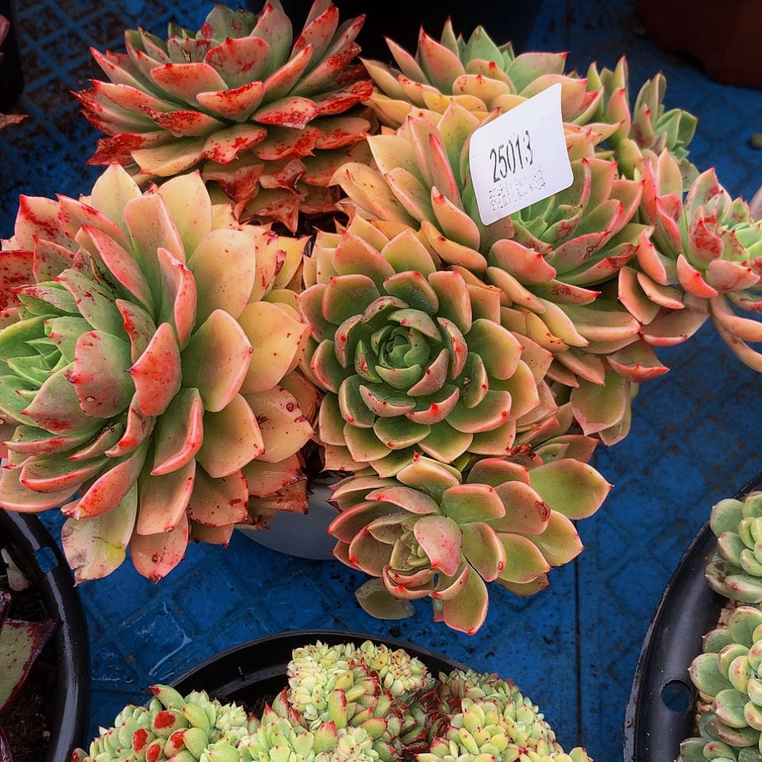 老***哥贝拉多娜25013吨肉多肉