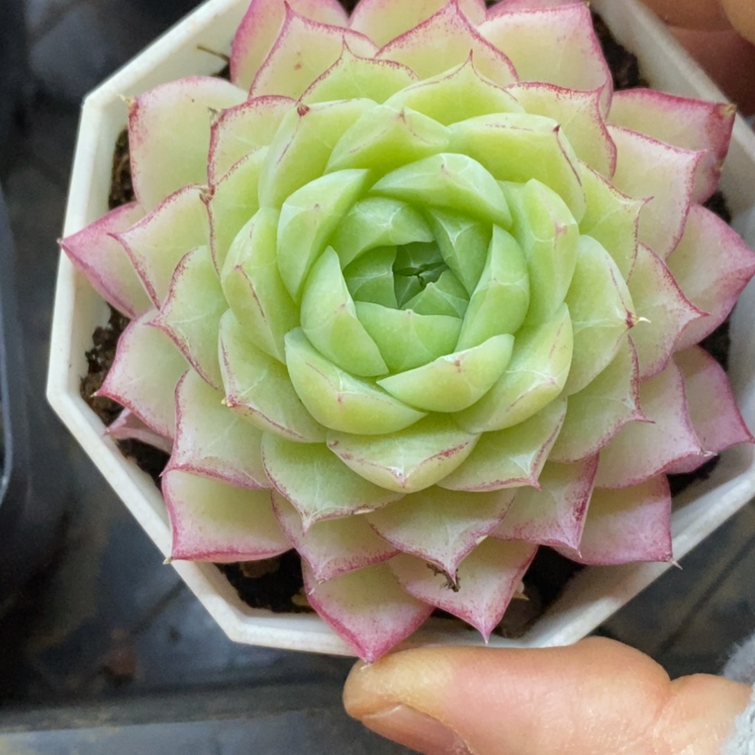 精品多肉一物一拍不包整309