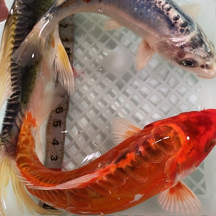 锦鲤冷水锦鲤包邮