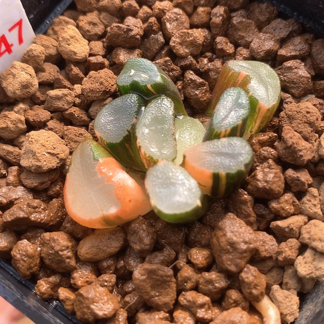 红陶147号透镜万象锦一物一拍