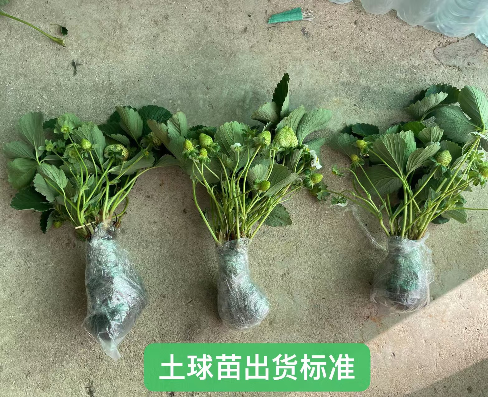 红草莓土球苗【带花带果-土球草莓苗】-云南奶油草莓带土阳台可种