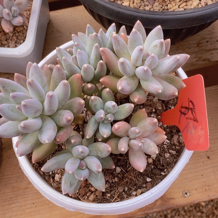 这么大岁数怎么会长