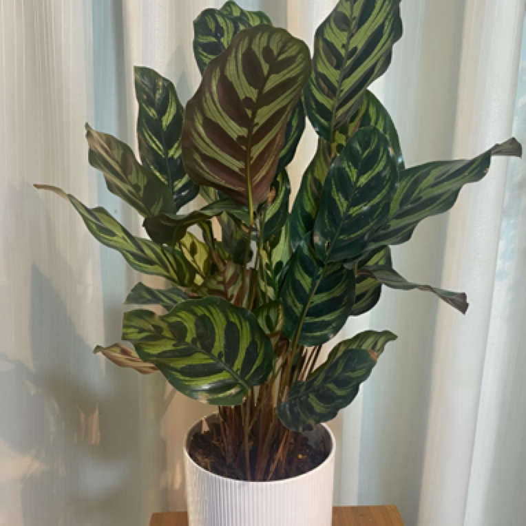 孔雀竹芋带白盆盆栽绿植花卉四季常绿植物好养室内客厅阳台办公室