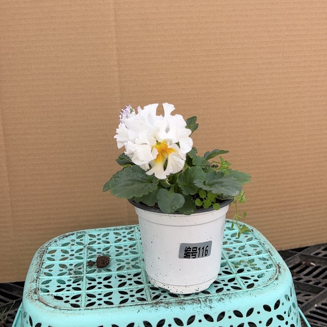 【闪购商品】完全开放116号