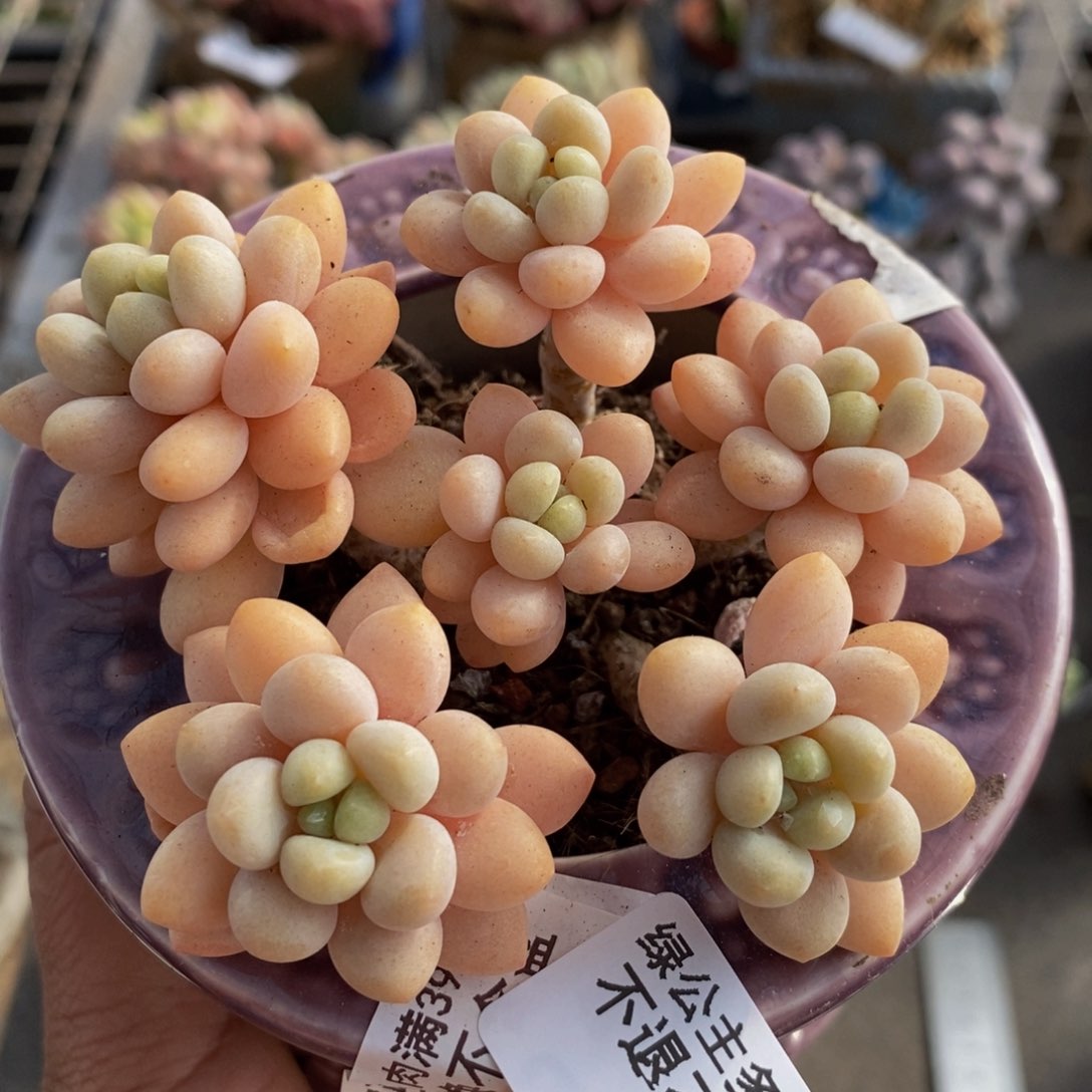 洛可可205/7cm运输掉叶