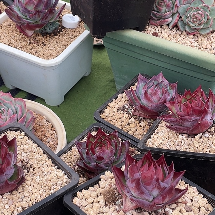 灵***师惊鸿仙子多肉植物7颗150