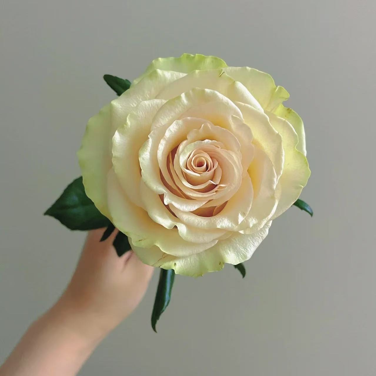 扦插中苗土球发【琉璃脆】外层绿色，花心带有粉色，呈现出高杯型花瓣