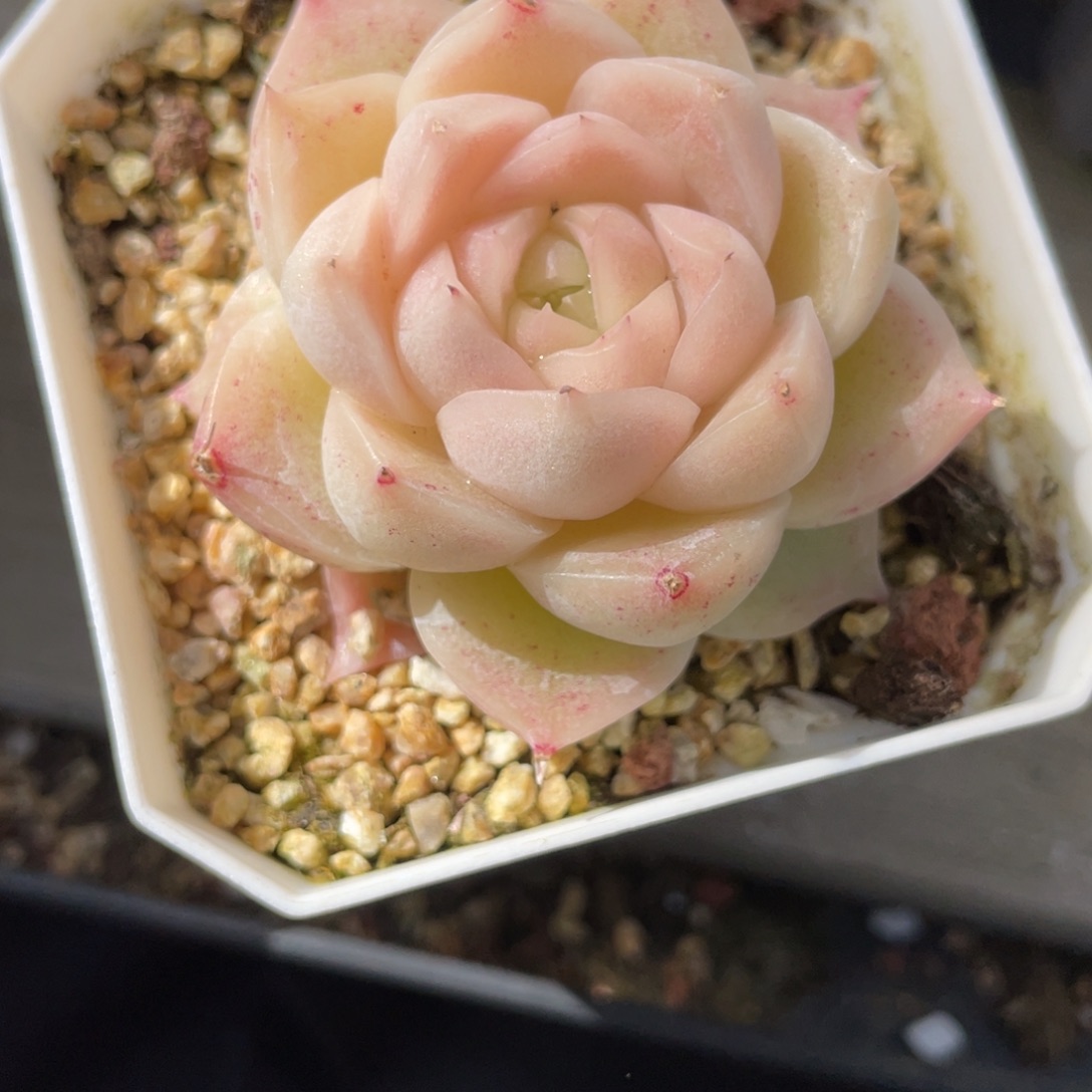 S334仙仙粉麦杆单头