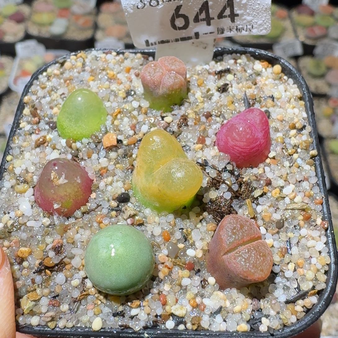 Sss清货便宜出644