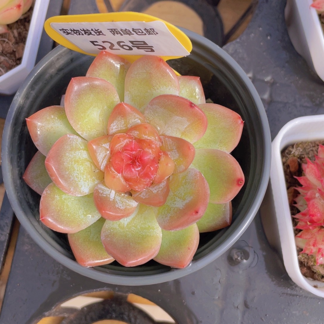 526号 糖心精品一个