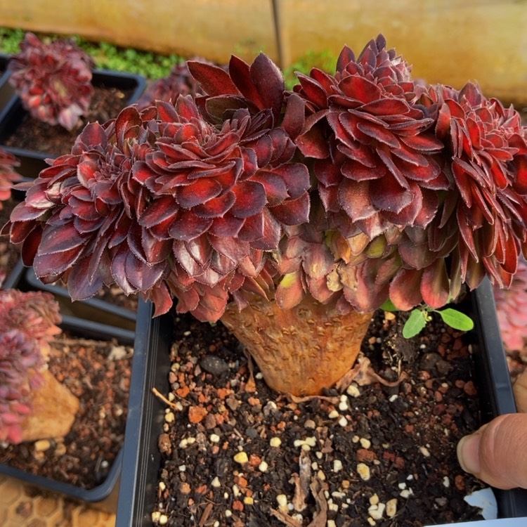 【闪购商品】4329抹茶多肉