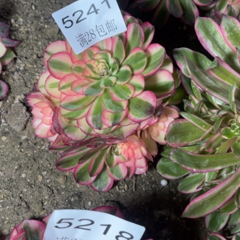 荔枝多肉多肉5241