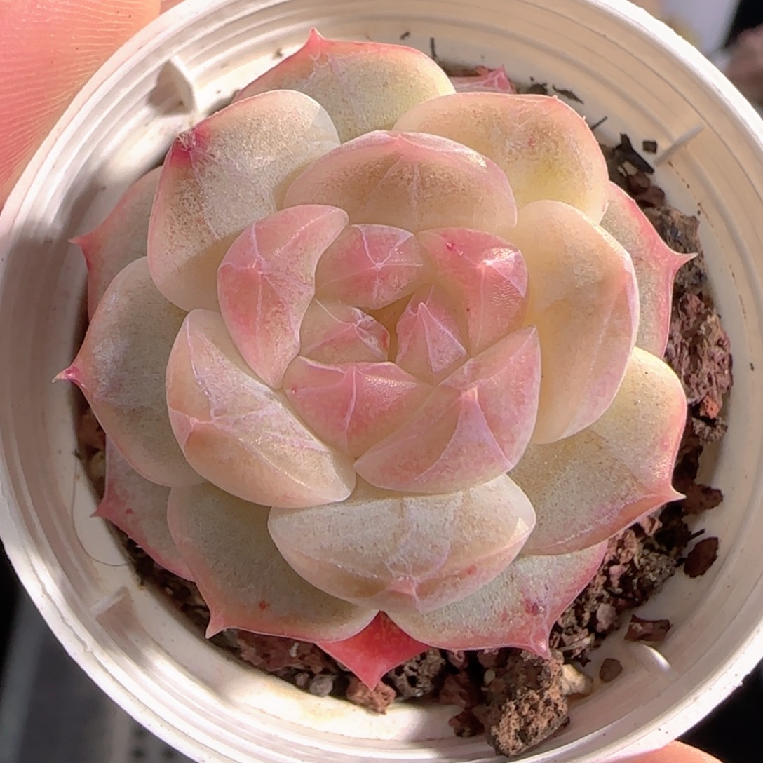 多肉0103-77糖心糖心