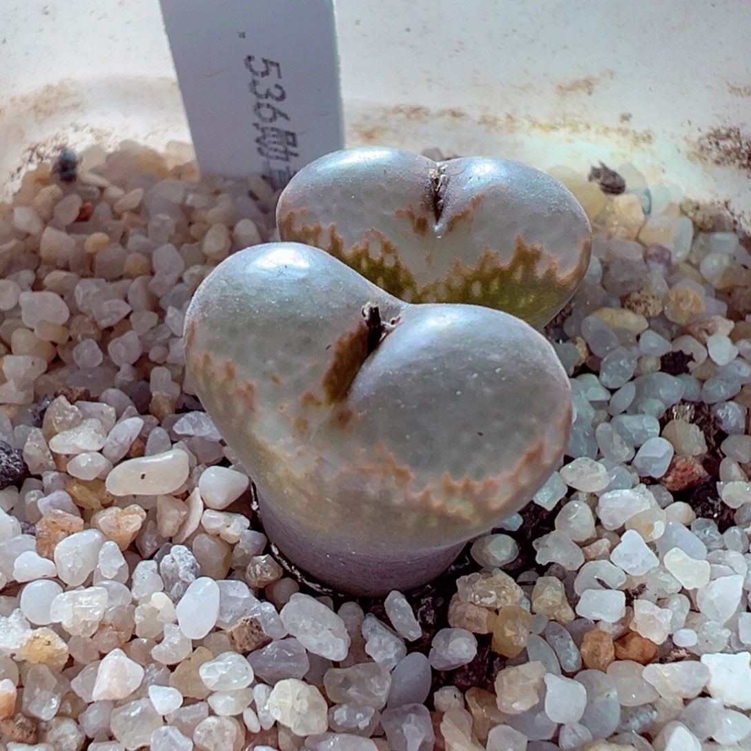 1117-284多肉多肉536勋章